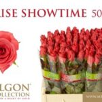 Ceris Show Time 50cm