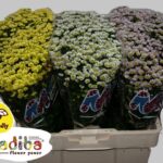 Chr San Mad Gem in fust 55cm