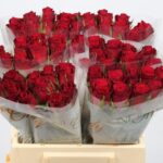 Perfect Illusion 50cm