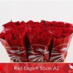 Red Eagle 55cm (A2)