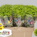 Chr San Mad Brits Green 55cm