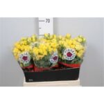 Golden Blossoms 60cm