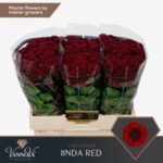 Chr San Jinda Red 55cm