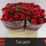 Tacazzi 50cm