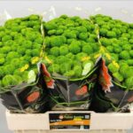 Chr San Aaa Whatsapp 55cm