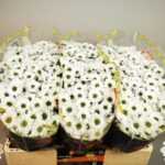 Chr San Aaa Florabel 55cm