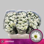 Chr San Rossi White 55cm