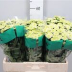 Chr San Aaa Tik Tok 55cm