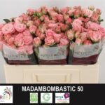 Madam Bombastic 50cm