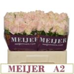 Sweet Avalanche 55cm (A2)