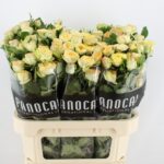 Yoga trendsetter 70cm