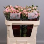 Madam Bombastic 70cm