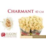 Charmant 40cm
