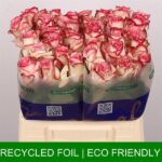 Paloma Classico 40cm