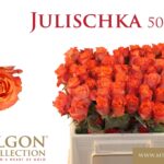 Julischka 50 cm