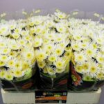 Chr San Maradona 55cm