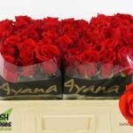 Scarlet explorer 40cm