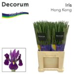 Iris Hong Kong 65cm