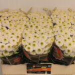 Chr San Aaa Doria White 55cm