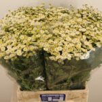 Tana Pa Rio 60cm 700gr