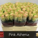 Pink Athena 40cm