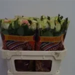 Lovely Ambiance 80cm