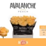 Avalanche Peach 60cm (A2)