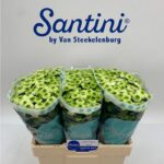 Chr San Maverick white 55cm