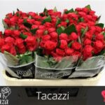 Tacazzi 70 cm