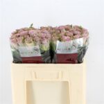 Samantha Bridal 50 cm