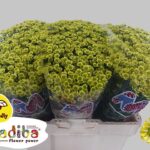 Chr San Mad Crem Kerio 55cm