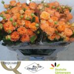 Orange Trendsetter 60cm