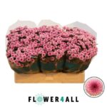 Chr San Aaa Toss 55cm