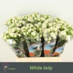 White Lady 45cm