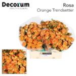 Orange Trendsetter 40cm