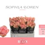 Sophia Loren 50cm (A2)