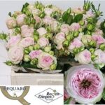 Ballerina summer 40cm