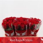 Red Eagle 50cm