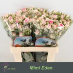 Mimi Eden 60cm