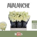 Avalanche 60cm (B1)