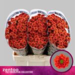 Chr San Melissa 55cm