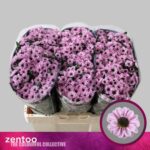 Chr San Yin Yang Pink 55cm