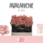 Pink avalanche 55cm