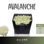 Avalanche 70cm