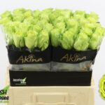 Green Generation 40cm