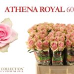 Athena Royale 60cm