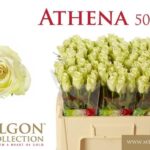 Athena 50cm