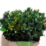Ilex blue prince 40cm