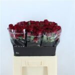 Red Trendsetter 50cm