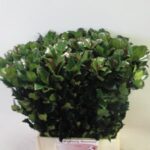 Ilex blue prince 80cm